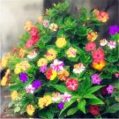 20 Seeds Color Blended Jasmine Rare Flower Exotic Climber Vine Bush