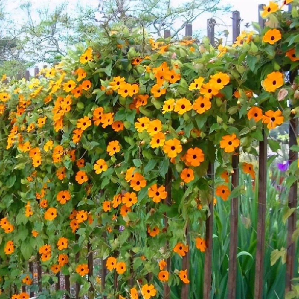 20 Seeds Orange Jasmine Rare Flower Exotic Climber Vine