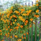 20 Seeds Orange Jasmine Rare Flower Exotic Climber Vine