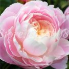 20 Seeds For Audrey Hepburn Pink Peonies Rare Flowering