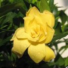 20 Seeds Sun Yellowia Fragrant Rare Flower Exotic Plant