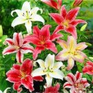 20 Seeds For Mixed Color Lily Rare Flower Exotic Plant