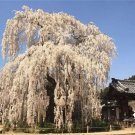 20 Seeds For Moon White Weeping Sakura Cherry Rare Exotic Tall Tree