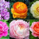 20 Seeds For Mixed Colors Peonies Rare Blossom Pink Red