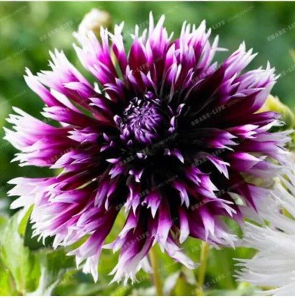 20 Seeds For Purple White Blackberry Dahlia Rare Flower