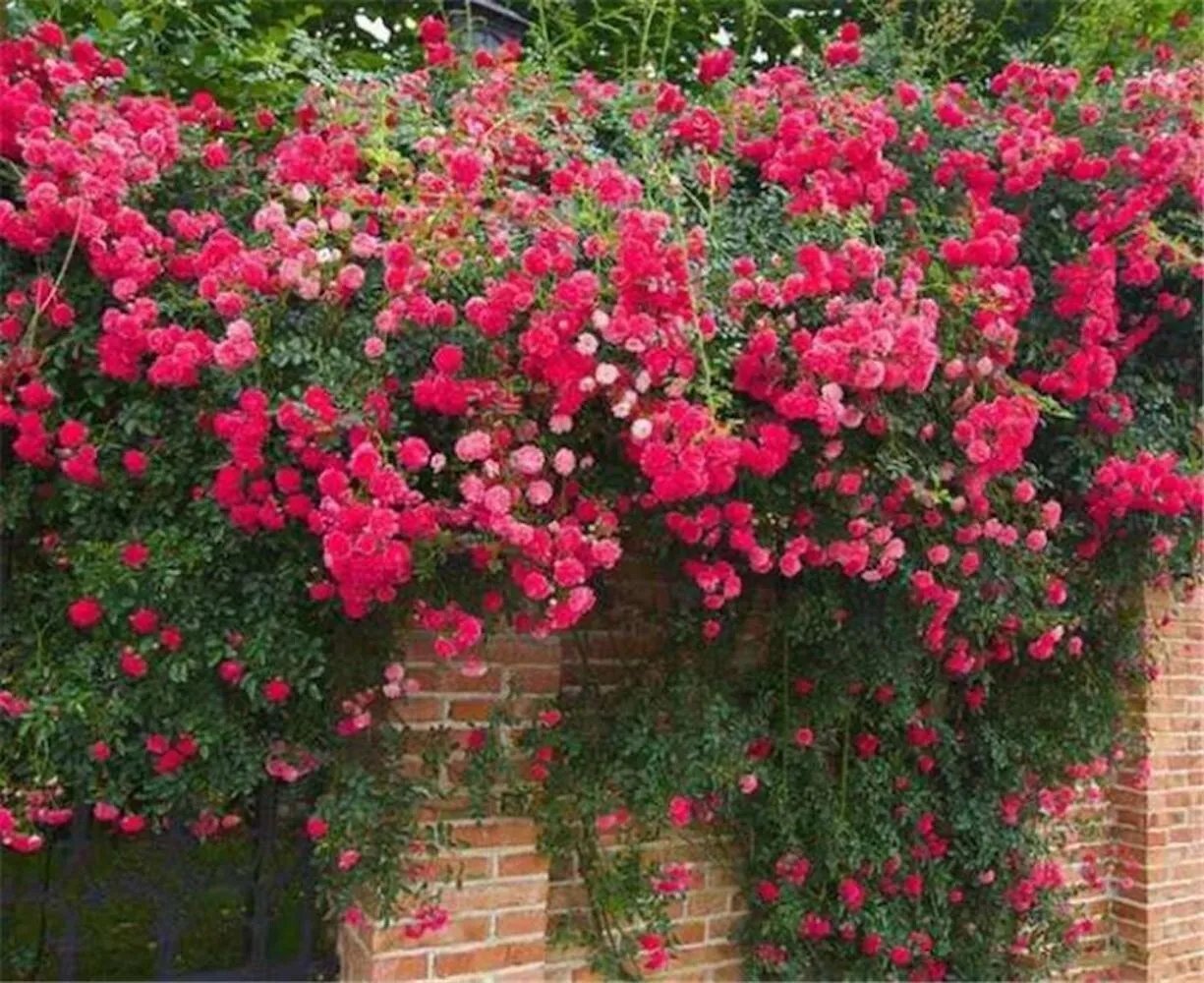 20 Seeds For Red Pink Rare Climber Climbing Rose Flower