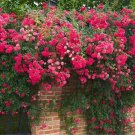 20 Seeds For Red Pink Rare Climber Climbing Rose Flower
