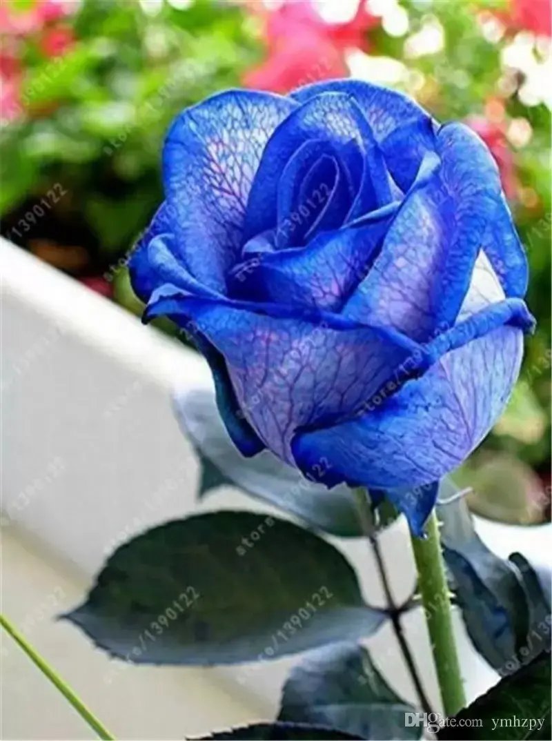 20 Seeds For Navy Blue/Violet Rare Rose Tea Flower Bush