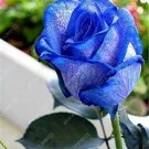 20 Seeds For Navy Blue/Violet Rare Rose Tea Flower Bush