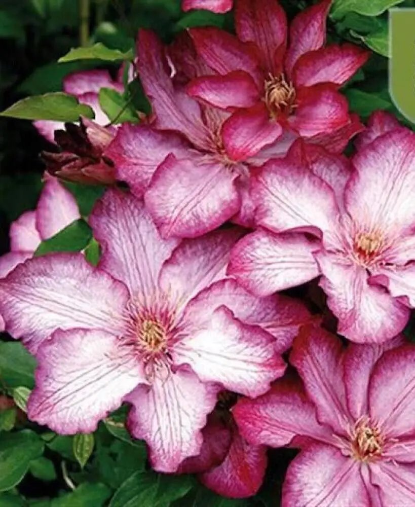 20 Seeds For Red/White Clematis Rare Flower Exotic Vine