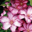 20 Seeds For Red/White Clematis Rare Flower Exotic Vine