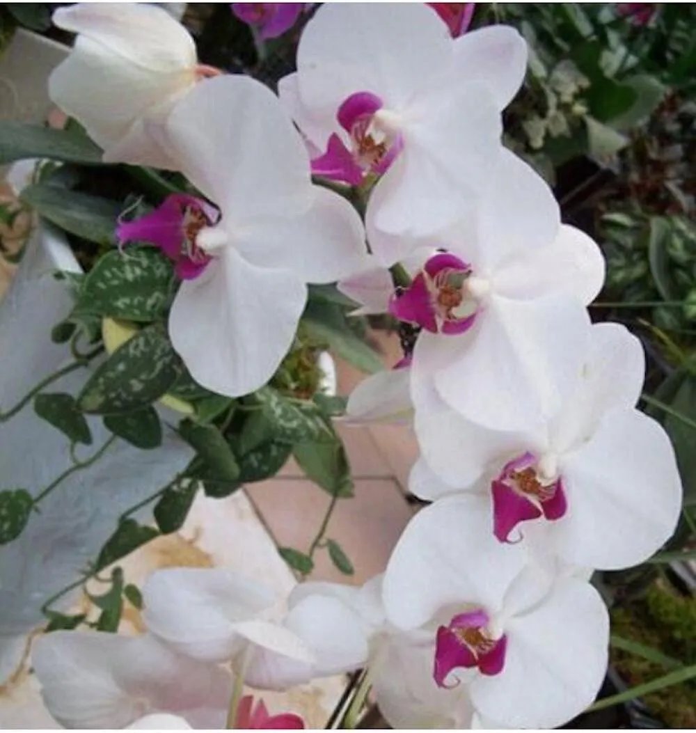 20 Seeds For White/Pink Orchid Rare Flower Exotic House Plant