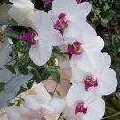 20 Seeds For White/Pink Orchid Rare Flower Exotic House Plant