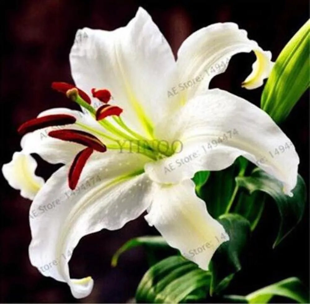 20 Seeds For White Lily Rare Flower Exotic Bush Plant