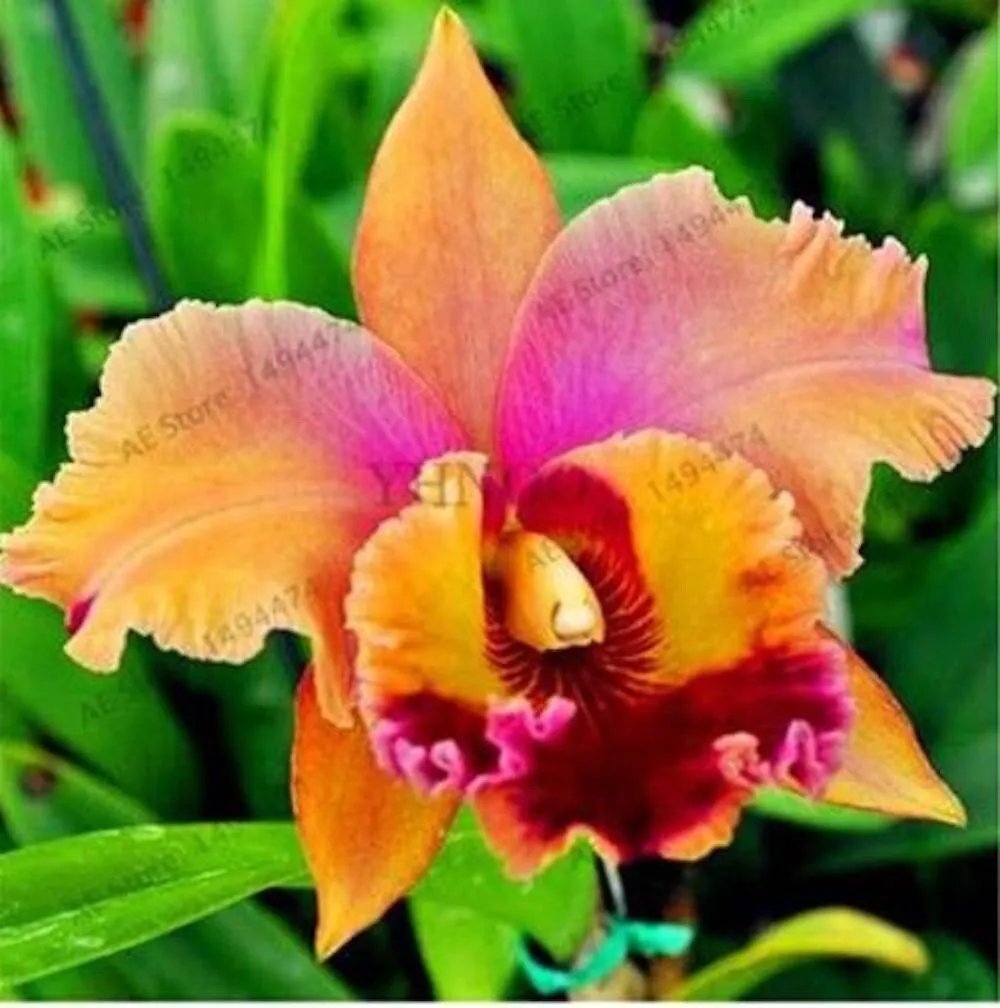 20 Seeds For Tangerine Orange Lily Rare Flower Exotic Plant