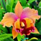 20 Seeds For Tangerine Orange Lily Rare Flower Exotic Plant