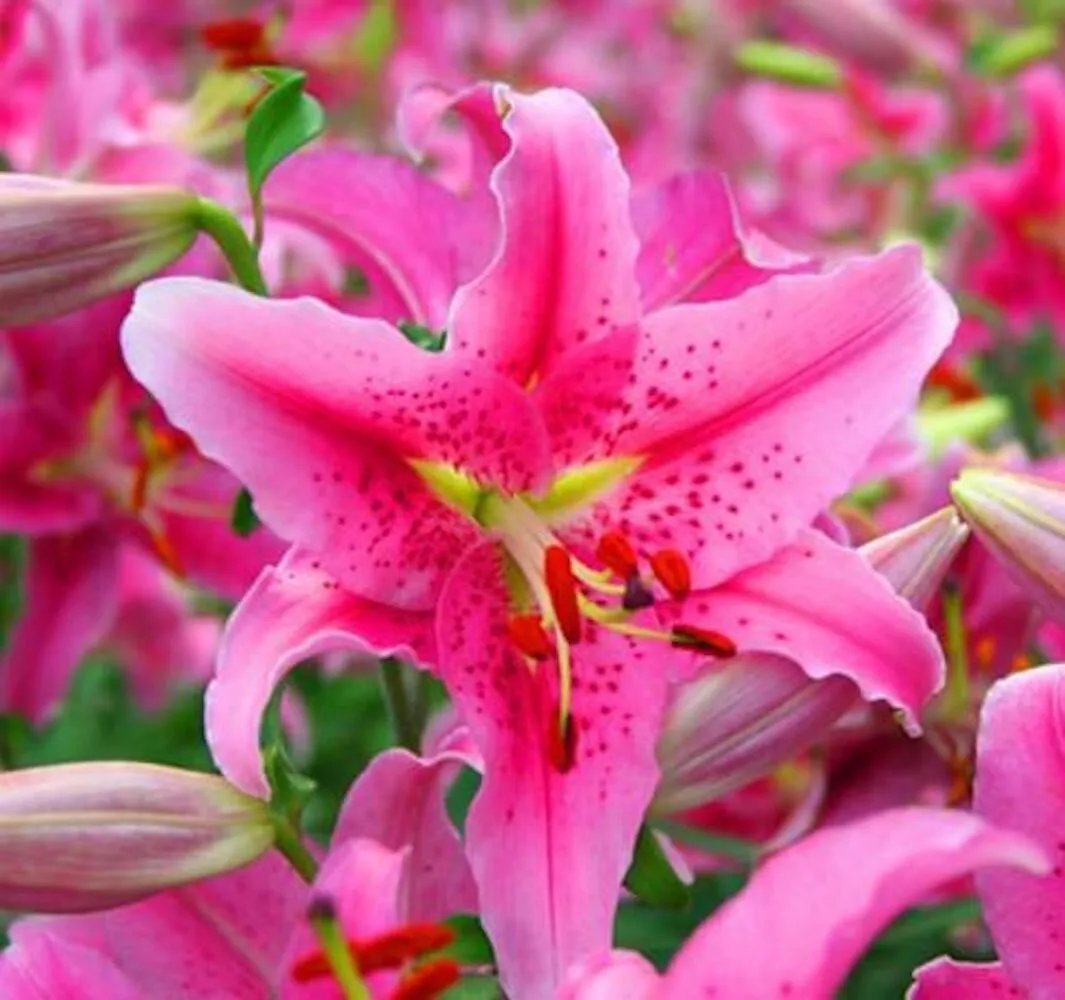 20 Seeds For Fuchsia Pink Lily Rare Flower Exotic Bush Plant