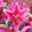 20 Seeds For Fuchsia Pink Lily Rare Flower Exotic Bush Plant