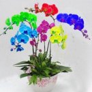 20 Seeds For Multi Color Orchid Rare Flower Bloom Exotic House Plant
