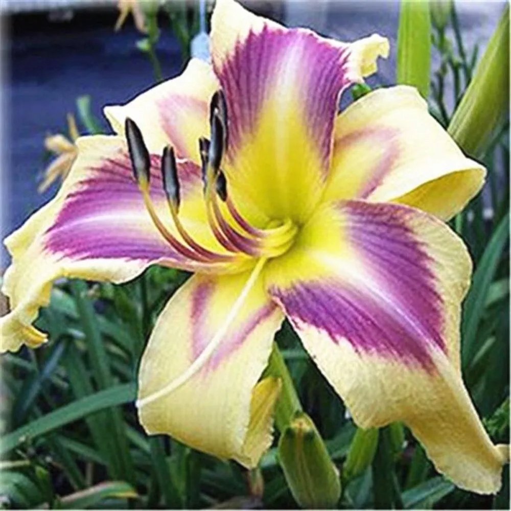 20 Seeds For Purple/Yellow Lily Rare Flower Bloom Exotic Plant