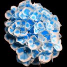 20 Seeds For Royal Blue Hydrangea Rare Flower Exotic 3B
