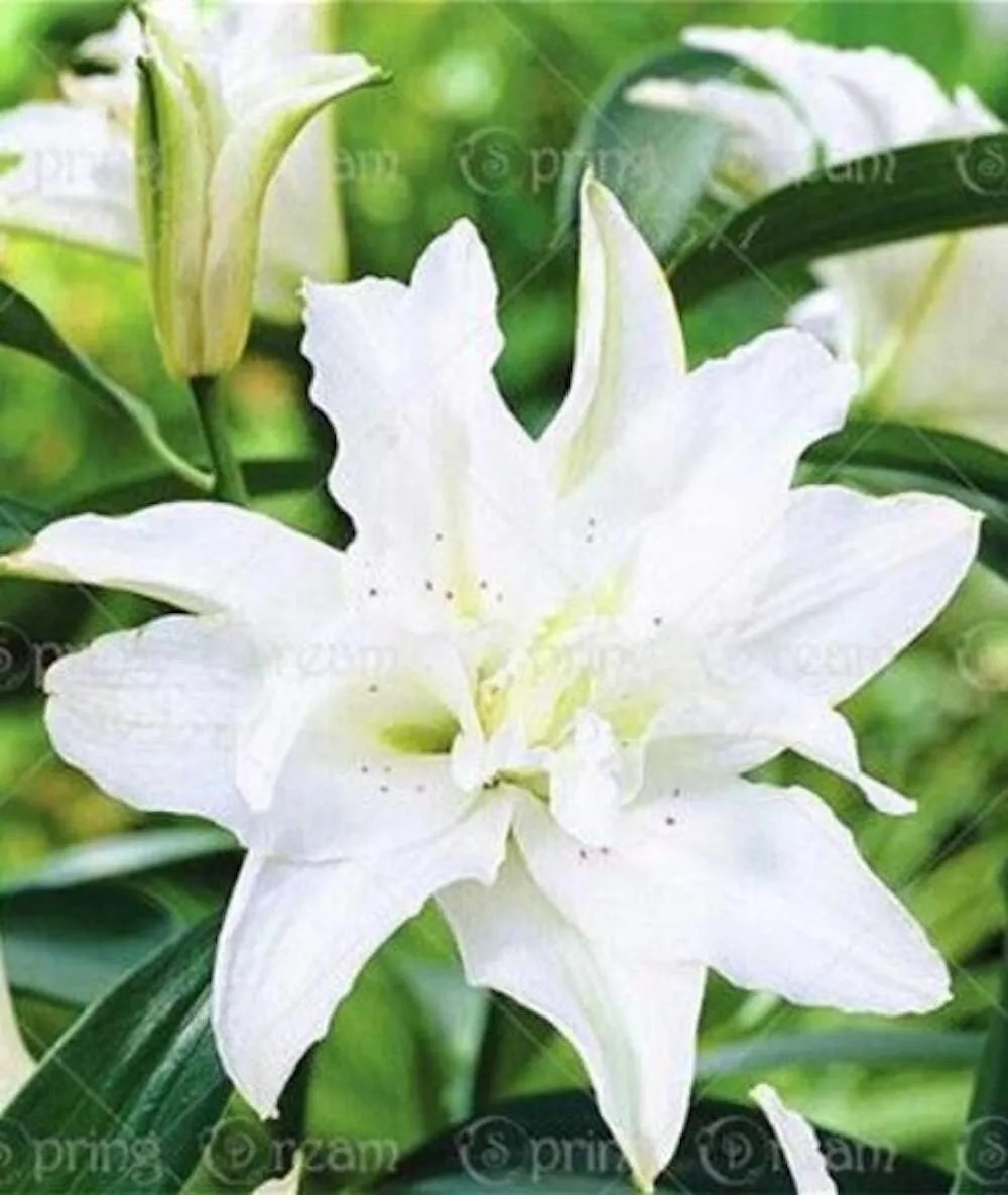 20 Seeds For Moon White Lily Rare Flower Exotic Plant
