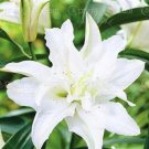 20 Seeds For Moon White Lily Rare Flower Exotic Plant