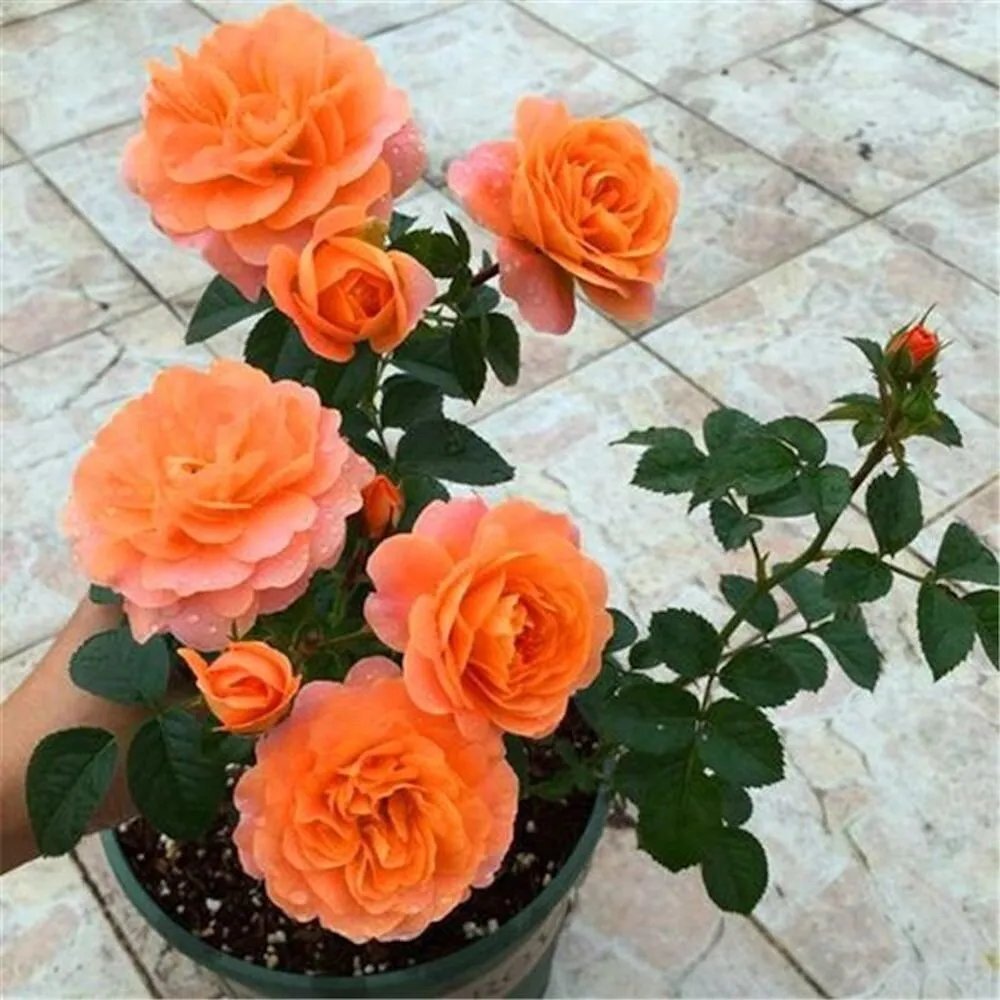 20 Seeds For Orange Rare Rose Hybrid Tea Flower Bud Bush