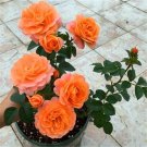 20 Seeds For Orange Rare Rose Hybrid Tea Flower Bud Bush