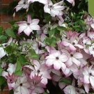 20 Seeds White Magenta Clematis Rare Flower Exotic Vine