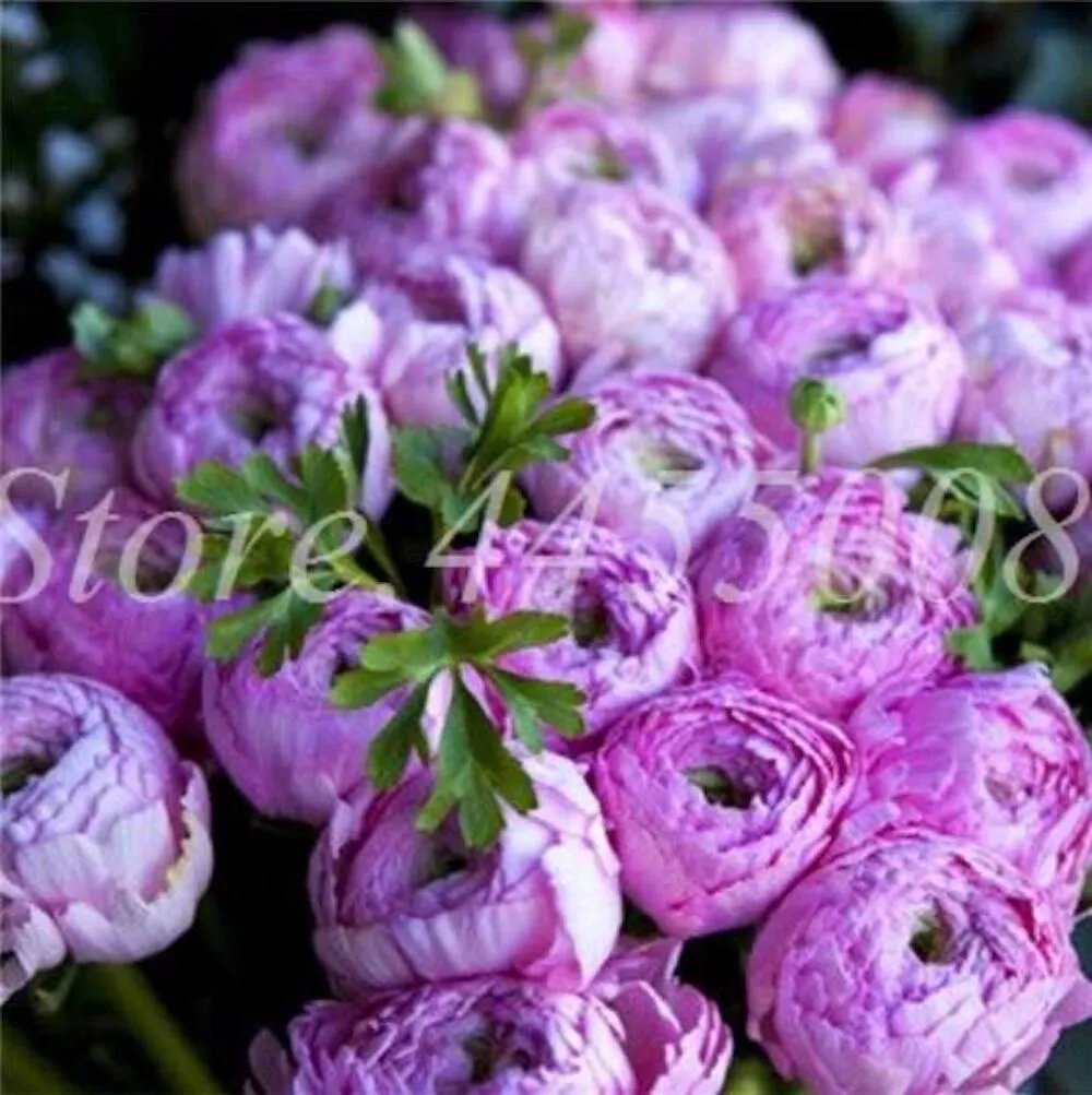 20 Seeds For Violet Purple Peonies Rare Flowering Bush