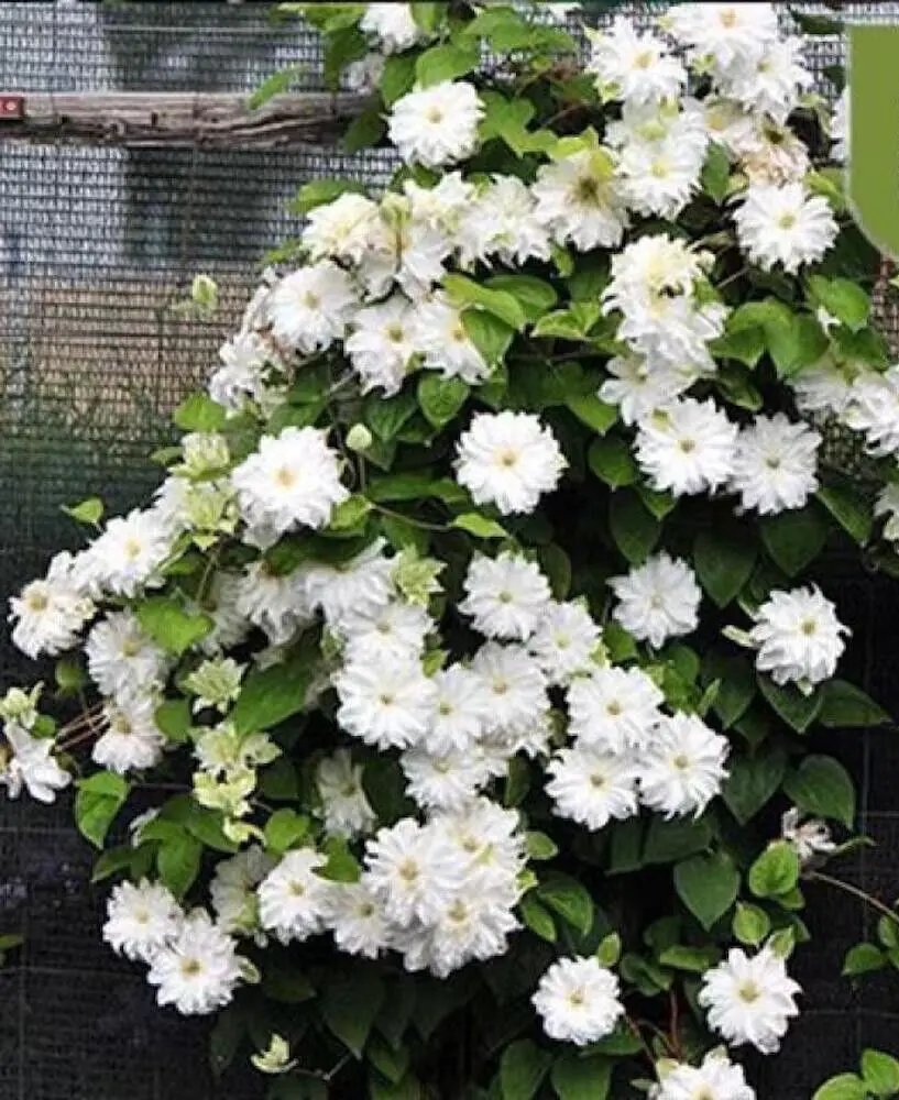 20 Seeds For Pure White Clematis Rare Flower Exotic Vine