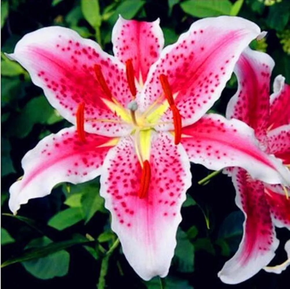 20 Seeds For Light Pink Lily Rare Flower Bloom Exotic Bush Plant
