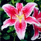 20 Seeds For Light Pink Lily Rare Flower Bloom Exotic Bush Plant