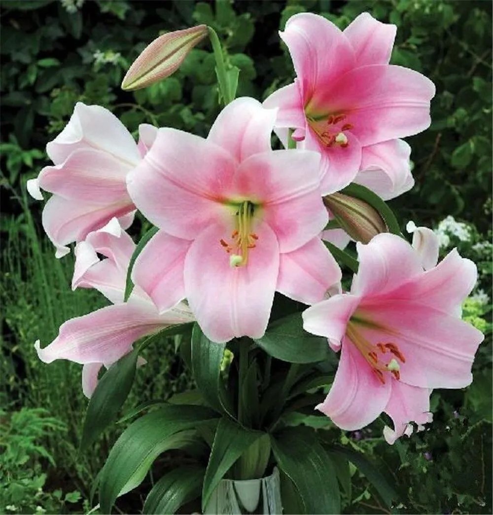 20 Seeds For Light Pink Lily Rare Flower Bloom Exotic Plant
