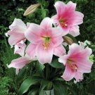 20 Seeds For Light Pink Lily Rare Flower Bloom Exotic Plant