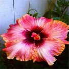 20 Seeds Pink/Red/Orange Hibiscus Flower Exotic/House Plant