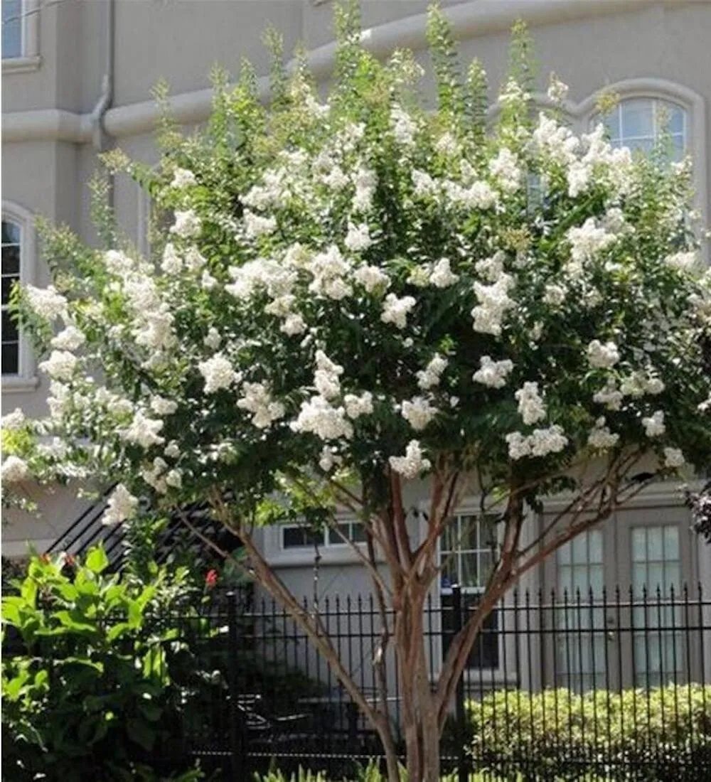 20 Seeds For White Crape Myrtle Rare Flower Exotic Tree Plant Bush