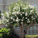 20 Seeds For White Crape Myrtle Rare Flower Exotic Tree Plant Bush