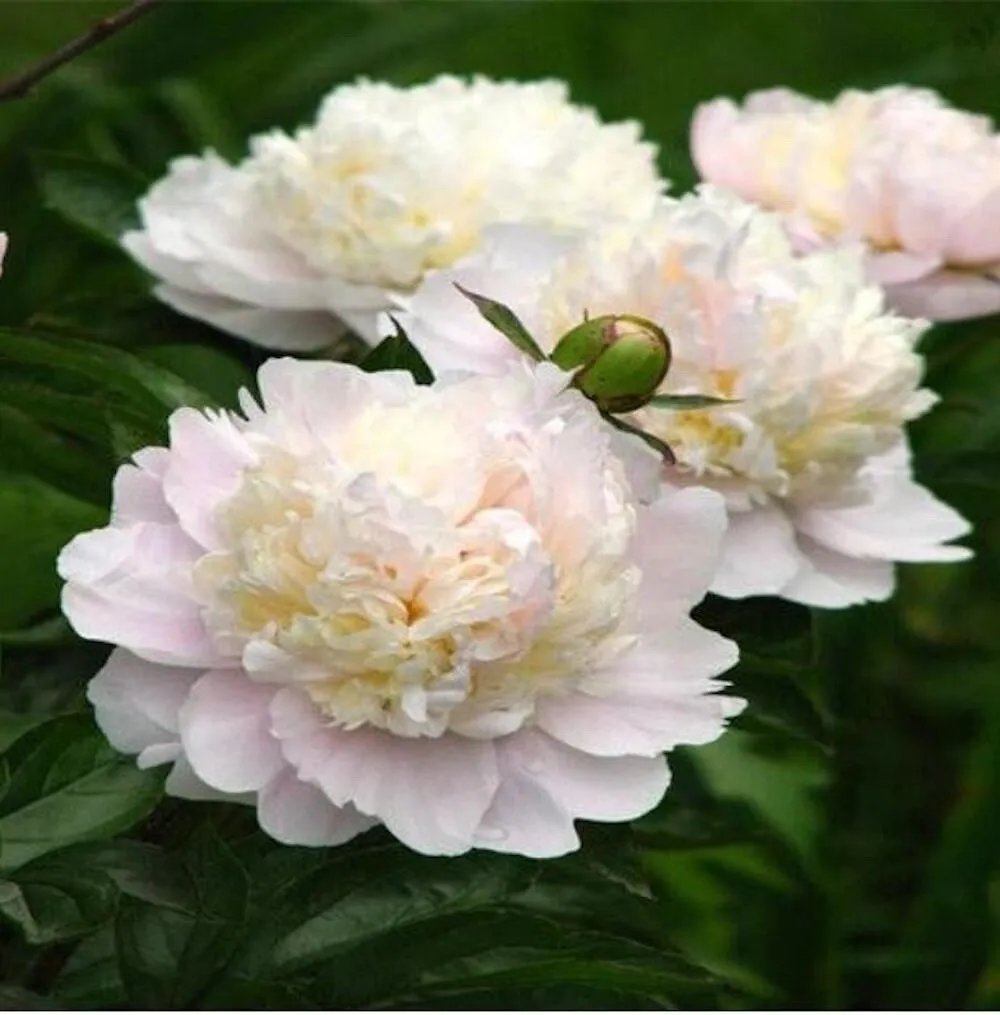 20 Seeds For White Peonies Rare Flowering Blossom Bush