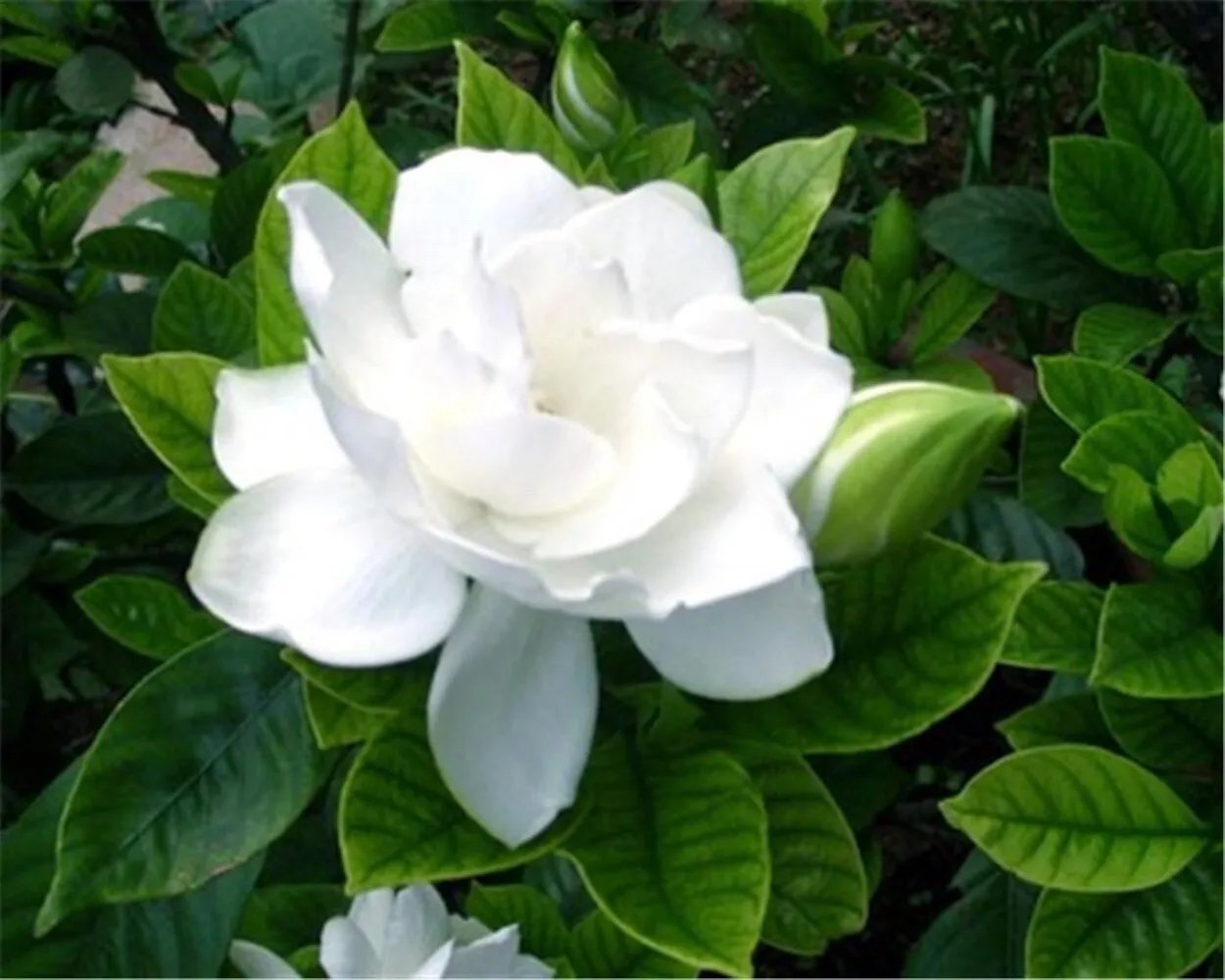 20 Seeds Pure Whiteia Fragrant Flower Exotic Bush Plant