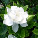 20 Seeds Pure Whiteia Fragrant Flower Exotic Bush Plant