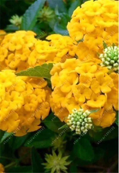 20 Seeds For Sun Yellow Hydrangea Rare Flower Exotic Bush Plant