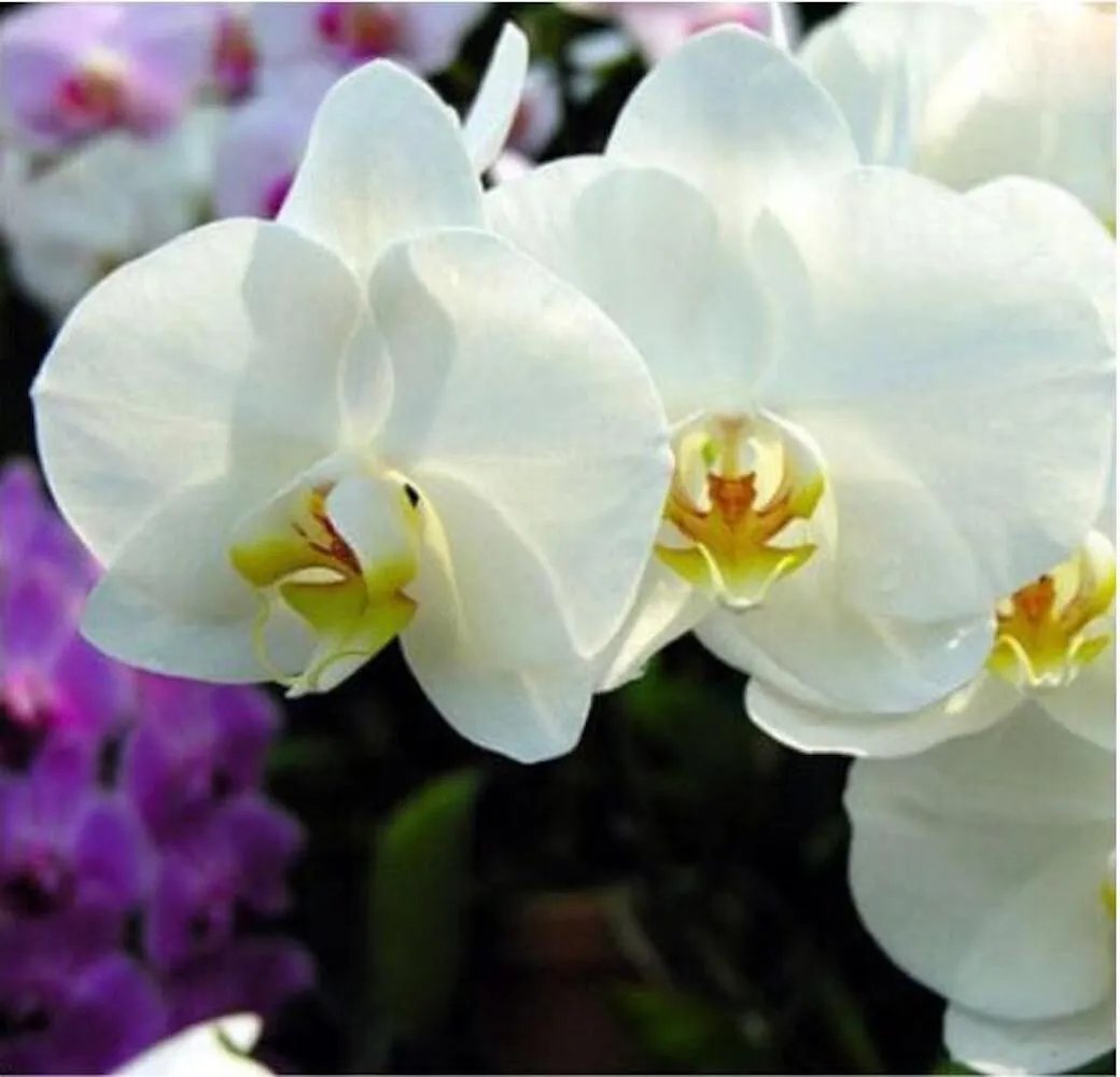 20 Seeds For White Cream Orchid Rare Flower Exotic House Plant