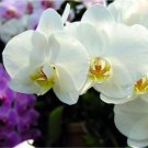 20 Seeds For White Cream Orchid Rare Flower Exotic House Plant