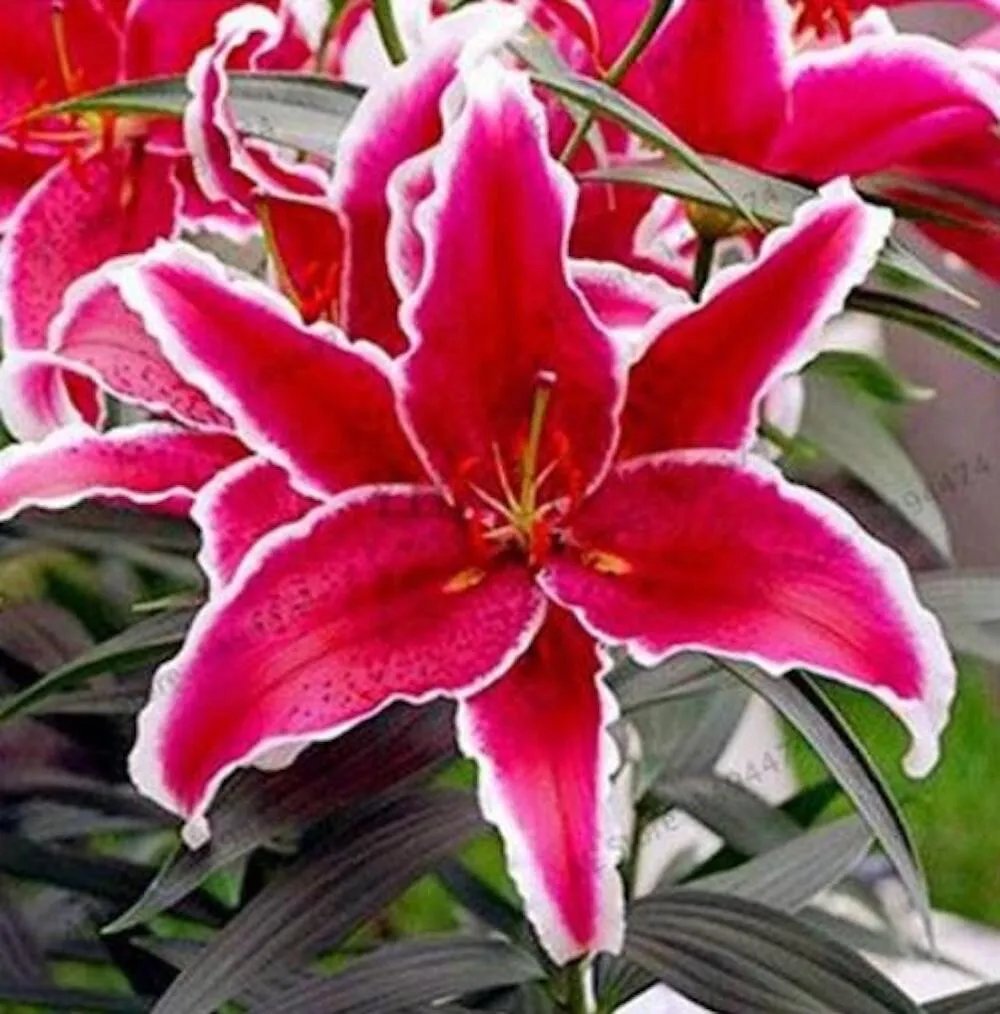 20 Seeds For Crimson Red Lily Rare Flower Exotic Plant
