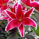 20 Seeds For Crimson Red Lily Rare Flower Exotic Plant