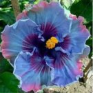 20 Seeds Purple Blue Hibiscus Flower Exotic/House Plant