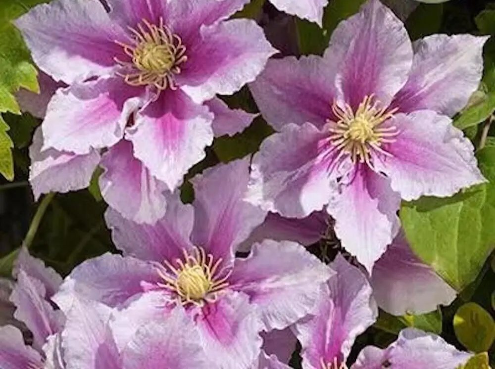 20 Seeds Pink Violet Clematis Rare Flower Exotic Vine