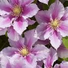 20 Seeds Pink Violet Clematis Rare Flower Exotic Vine